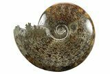Polished Ammonite (Cleoniceras) Fossil - Madagascar #233510-1